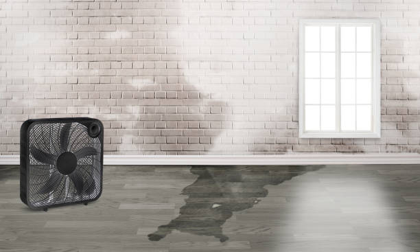 Best Water damage restoration near me  in Amity, OR